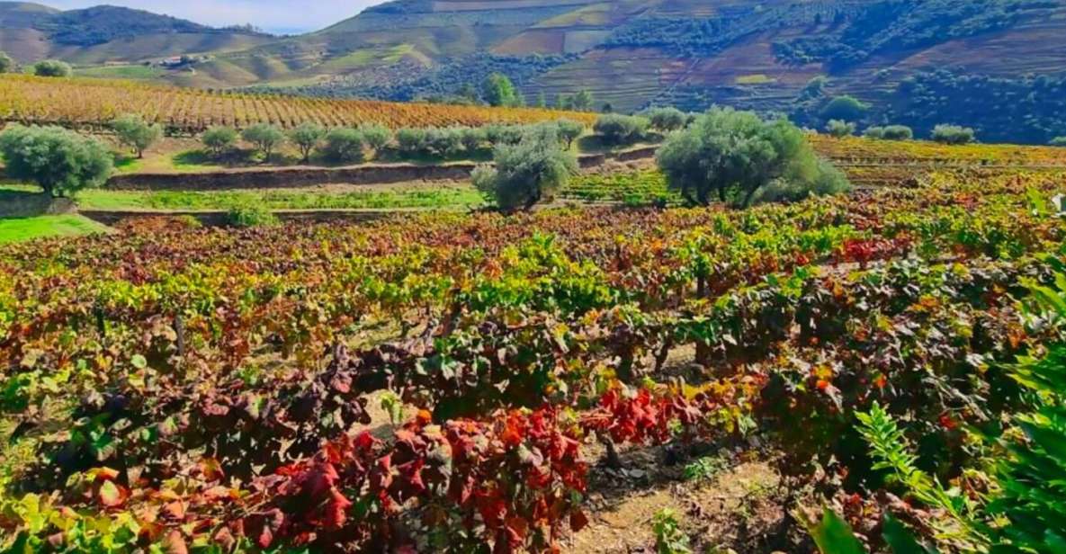 Porto: Douro Valley 2 Vineyards Tour W/ Lunch & River Cruise - Exclusions