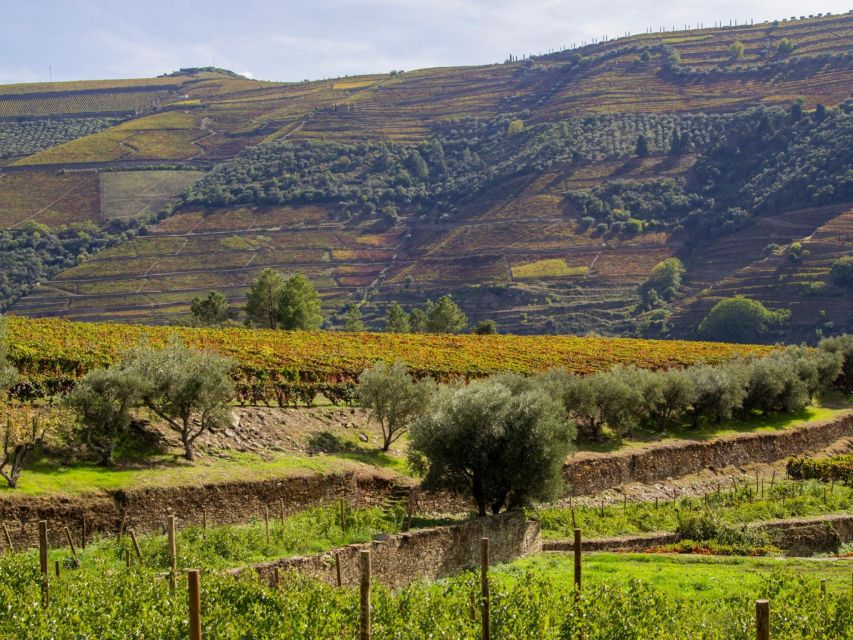 Porto: Douro Valley 2 Vineyards Tour W/ Lunch & River Cruise - Experiencing the Douro Valley