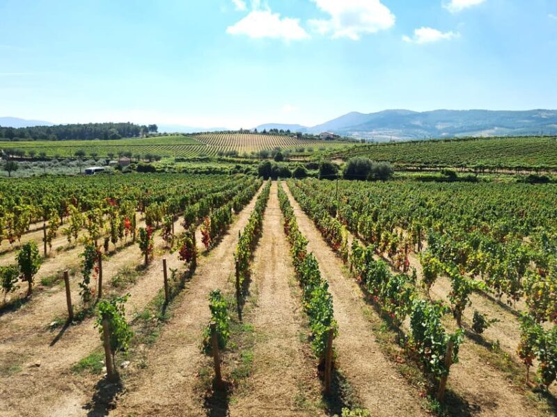 Porto: Douro Valley Tour at 2 Wineries with Lunch and Cruise - Porto: Douro Valley Tour at 2 Wineries with Lunch and Cruise