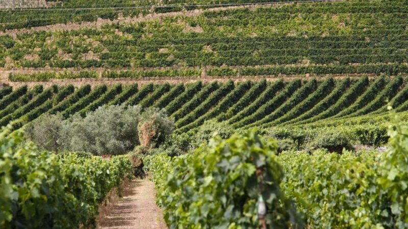 Porto: Douro Valley Tour at 2 Wineries with Lunch and Cruise - Final Words