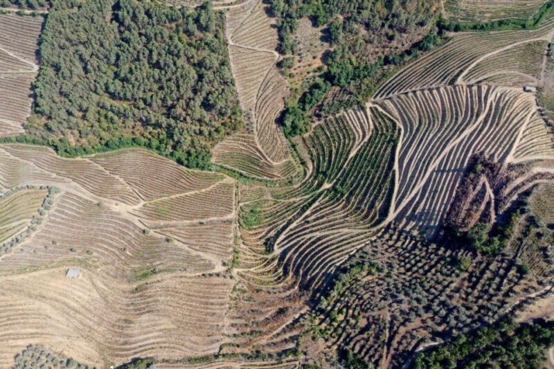 Porto: Douro Valley Tour w/ 3 Tastings, Lunch, & Opt. Cruise - Key Points