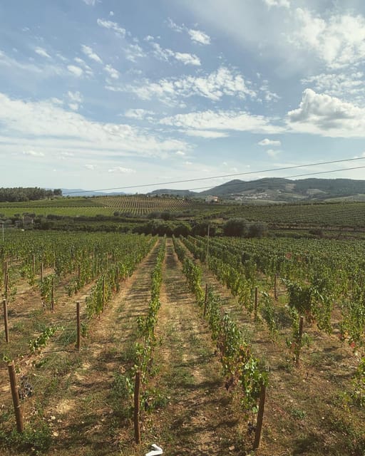 Porto: Douro Valley Tour w/ 3 Tastings, Lunch, & Opt. Cruise - The Sum Up: Who Should Book This Tour?