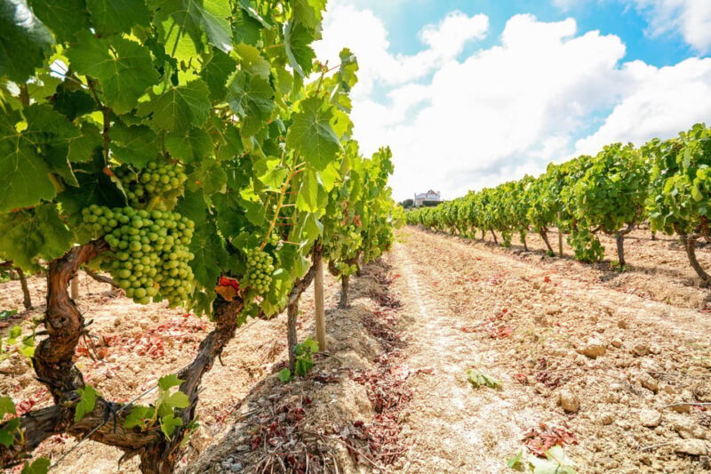 Porto: Douro Valley Wine & History Tour with Cruise & Lunch - Who Is This Tour Best For?