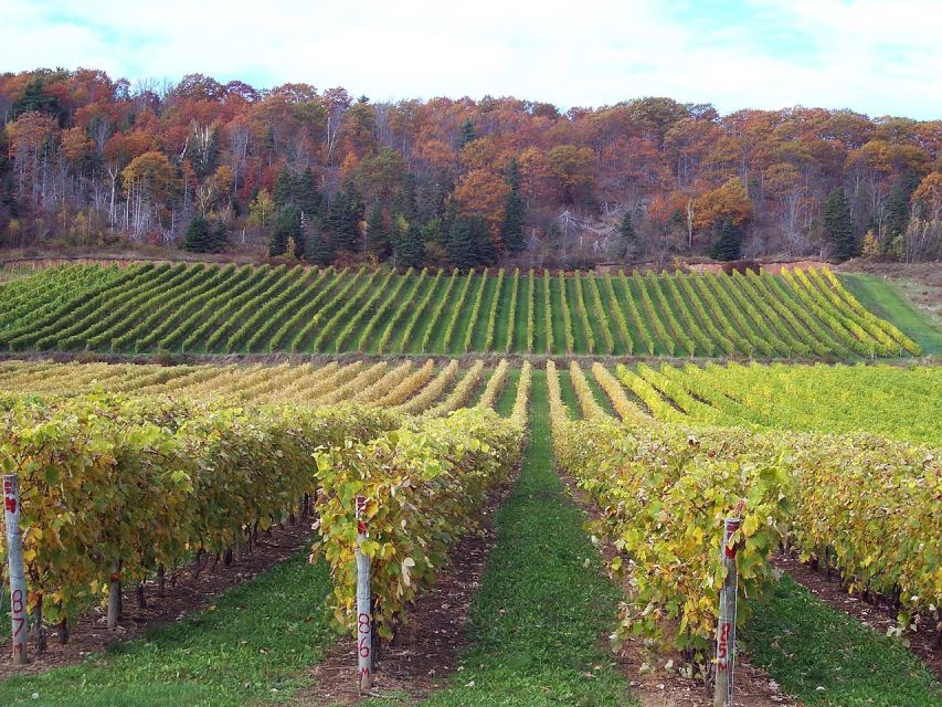 Porto: Green Wine Region Tour With Tastings and Lunch - Rich Gastronomy of Minho
