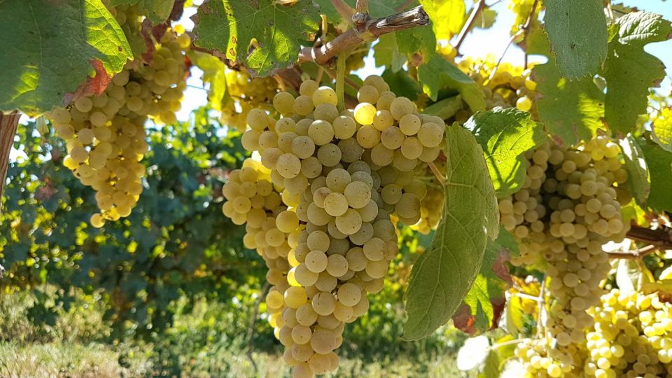 Porto: Green Wine Region Tour With Tastings and Lunch - Barcelos Pottery Center Visit
