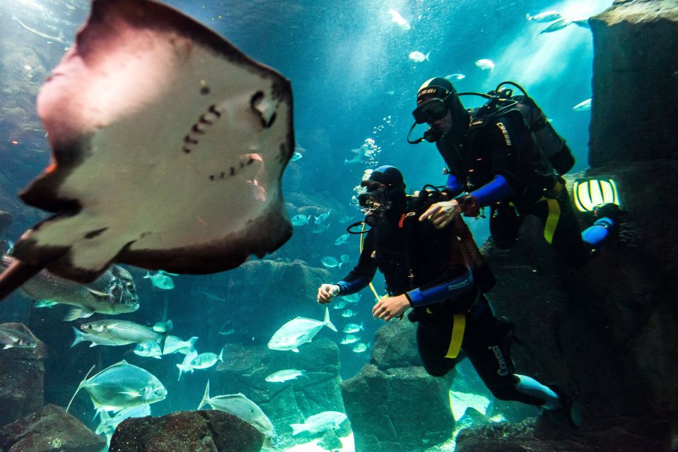Porto Moniz: Diving With Sharks and Rays in Madeira Aquarium - Inclusions and What to Expect