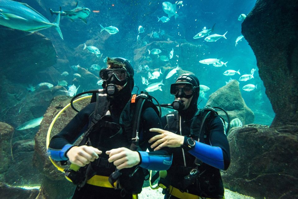 Porto Moniz: Diving With Sharks and Rays in Madeira Aquarium - Age and Health Restrictions