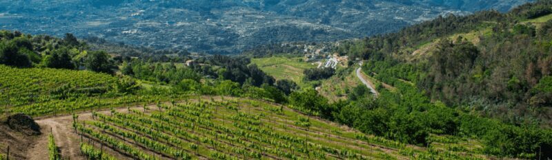 Porto: Private Green Wine Tour: Visit 2 Wine Estates & Lunch - Practical Details & Traveler Tips