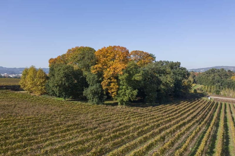 Porto: Qta da Aveleda Enchanted Gardens & Green Wine - The Logistics: How the Day Unfolds