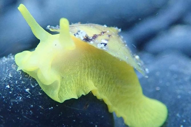 Porto Santo Snorkeling Tour - Pickup Details and Locations