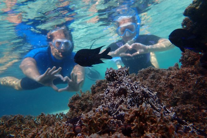 Porto Santo Snorkeling Tour - Tour Pricing and Availability