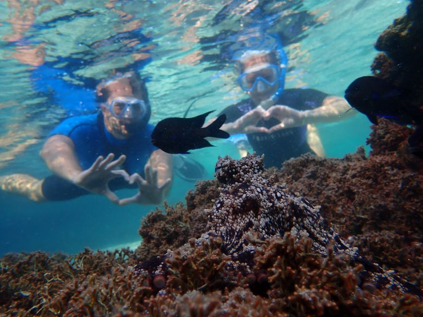 Porto Santo: Snorkeling Tour - Pricing and Availability