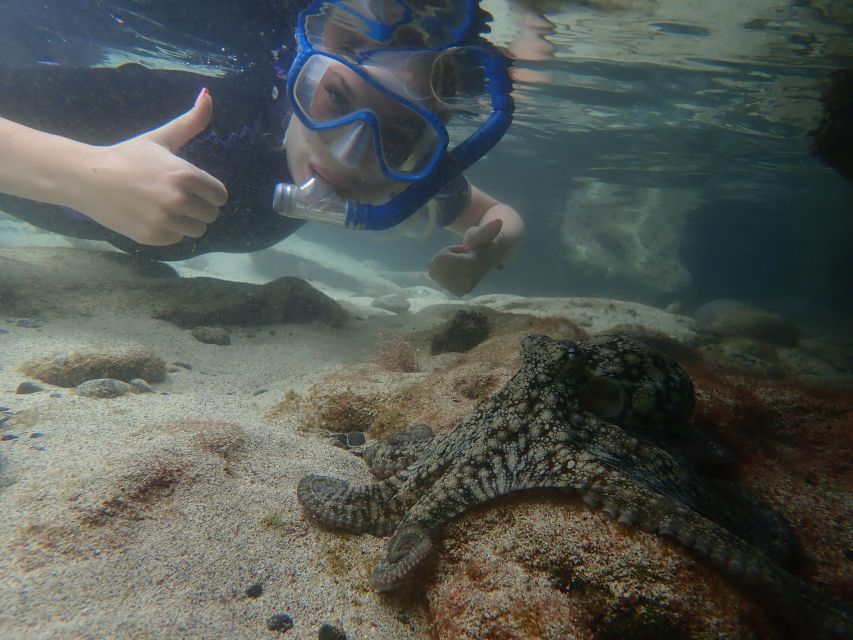 Porto Santo: Snorkeling Tour - Small Group Experience