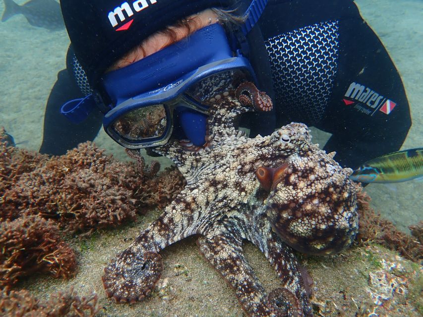 Porto Santo: Snorkeling Tour - Ecosystem and Marine Life