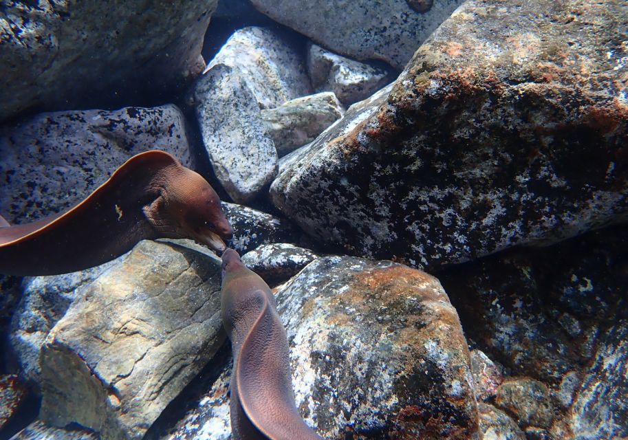 Porto Santo: Snorkeling Tour - Frequently Asked Questions