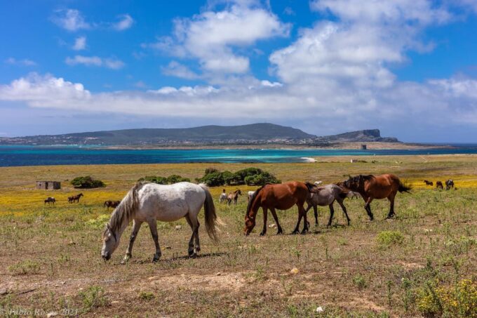 Porto Torres: Rent Your Mountain Bike to Discover Asinara - Recommended Itineraries for Northern Sardinia