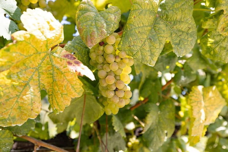 Porto Tour: Vinho Verde / Braga / Guimarães - Who Will Love This Tour?