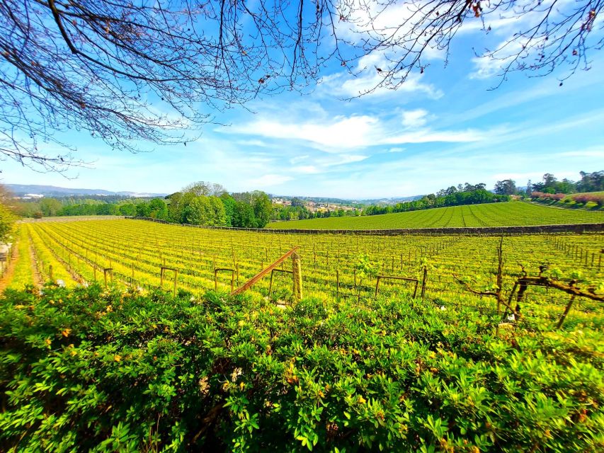 Porto: Wine Tastings (Green Wine) & Traditional Lunch - What to Expect