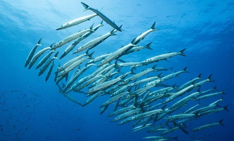 Portofino: scuba diving from Genoa - An In-Depth Look at the Experience