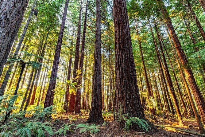 Ports of Tauranga/Rotorua/Tga - 6 Hours Rotorua Highlights Tour - Final Thoughts: Who Will Love This Tour?