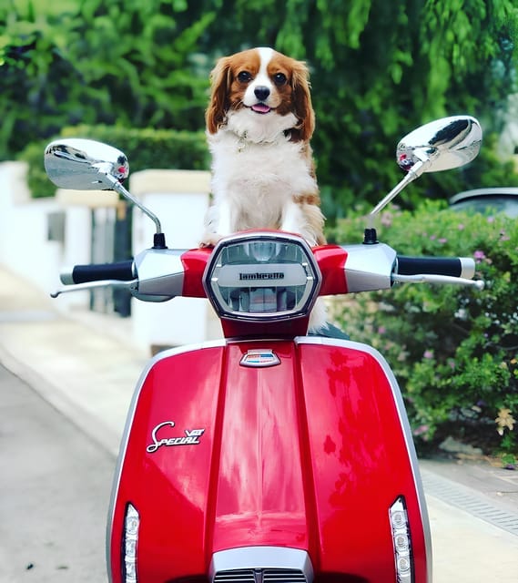Positano: Lambretta Private Tour From Massa Lubrense - Restrictions and Requirements