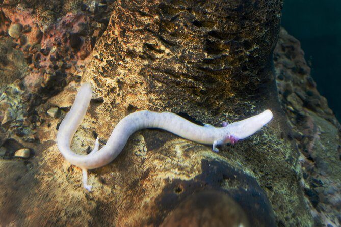 Postojna Cave and Predjama Castle - Entrance Tickets Included - FAQ