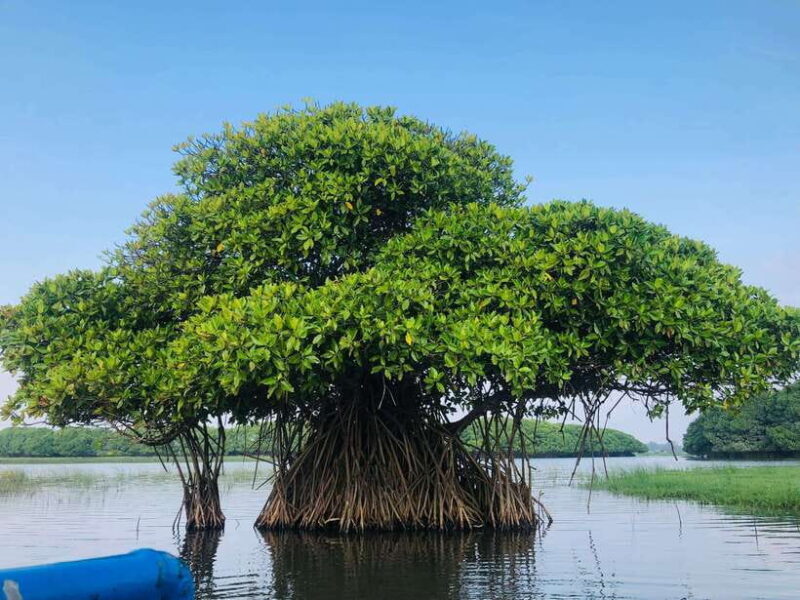 Pottuvil Lagoon Eco Tour : Mangrove Adventure in Arugam Bay - Key Points