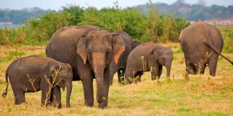 Pottuvil Lagoon Eco Tour : Mangrove Adventure in Arugam Bay - Exploring the Itinerary