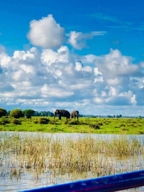 Pottuvil Lagoon Eco Tour : Mangrove Adventure in Arugam Bay - The Experience in Detail