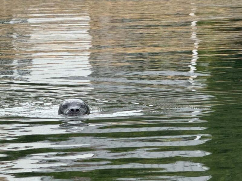 Poulsbo: Liberty Bay Guided Kayak Tour with Wildlife - An In-Depth Look at the Poulsbo Kayak Tour