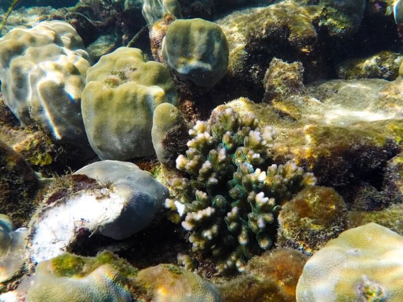 PQ: Speedboat Tour to 3 Islands in the South (CANO TRIP) - Key Points
