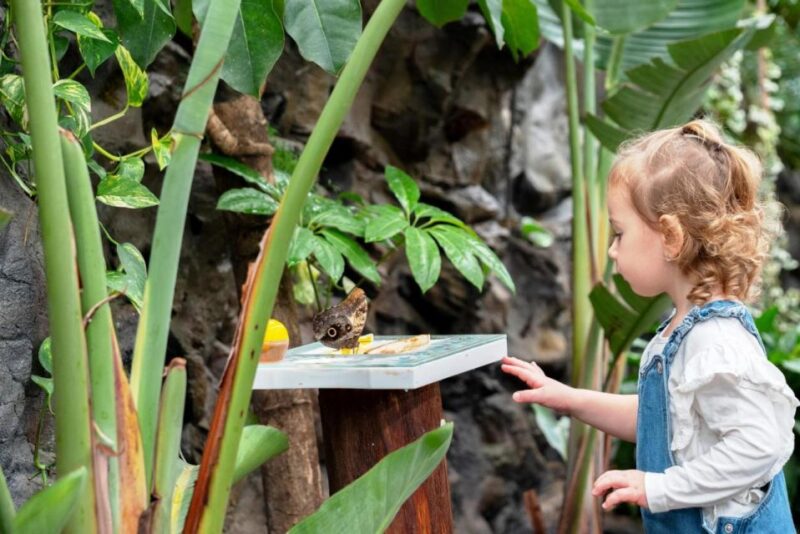 Prague: Papilonia Butterfly House - Customer Reviews and Ratings