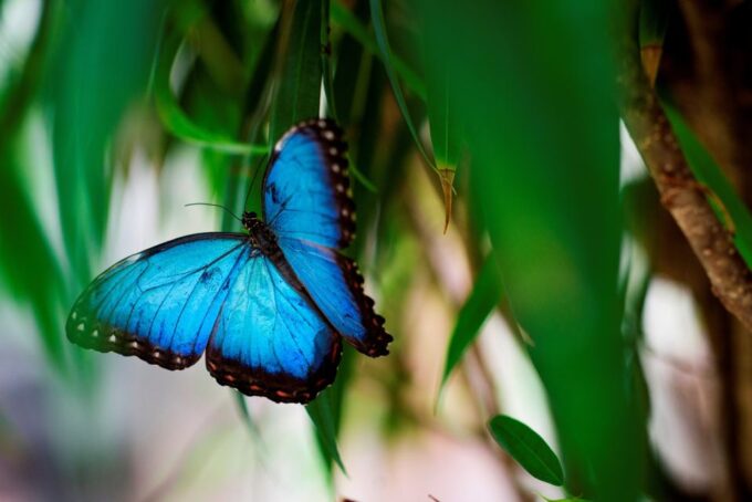 Prague: Papilonia Butterfly House - Visitor Guidelines and Tips