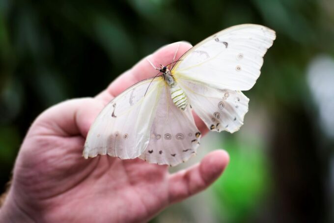Prague: Papilonia Butterfly House - Frequently Asked Questions