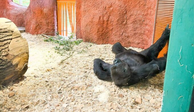 Prague: Prague Zoo Audio Guide With E-Ticket - Getting to the Zoo