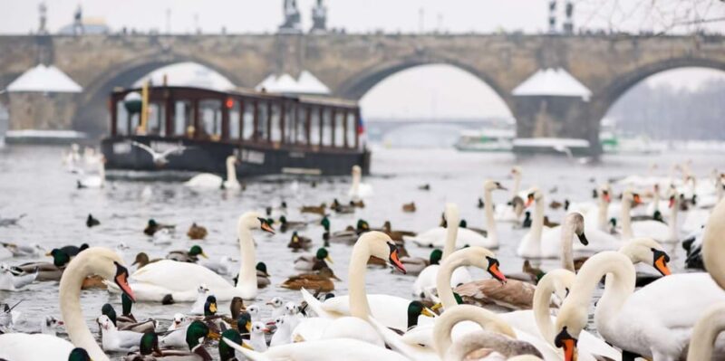 Prague: River Cruise, Charles Bridge Museum, & Walking Tour - Guided Experience