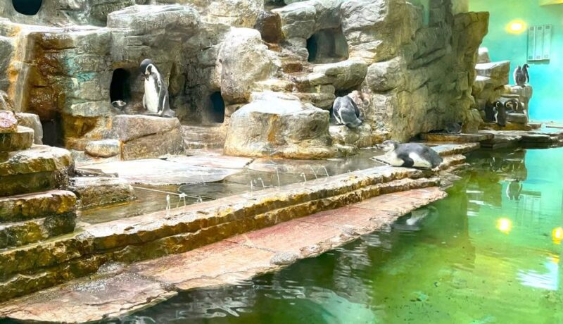 Prague Zoo Online Audio Guide (No Ticket) - Zoo Information and History