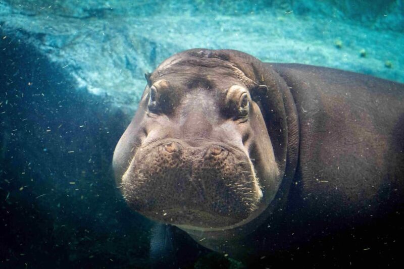 Prague Zoo: Skip-the-Line Entry Ticket - Key Points