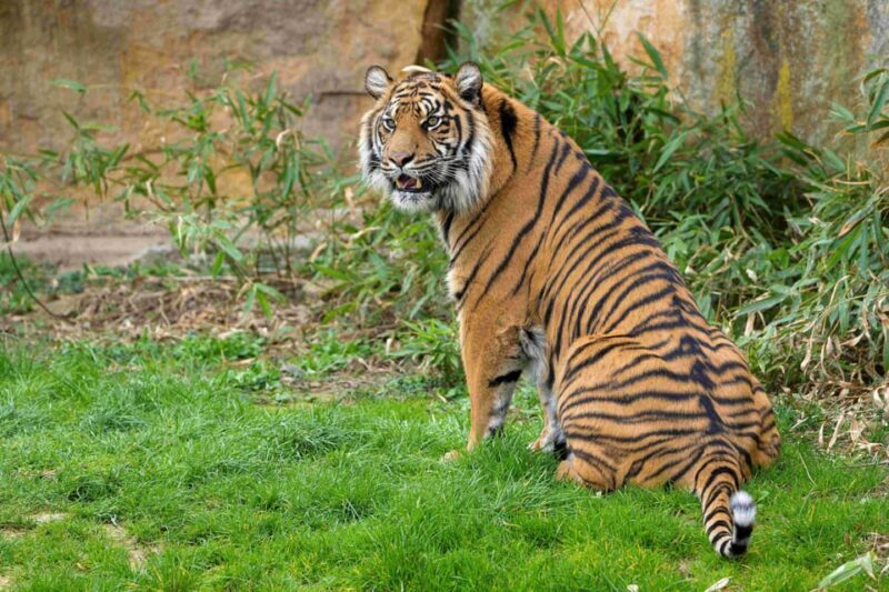 Prague Zoo: Skip-the-Line Entry Ticket - Why You Should Consider Visiting Prague Zoo
