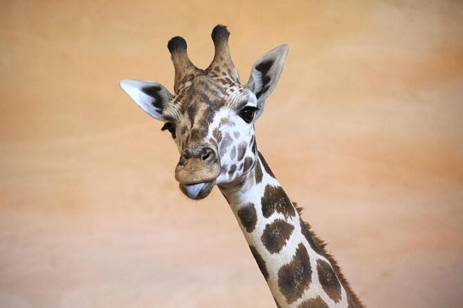 Prague Zoo Ticket With Online Audio Guide - Key Points