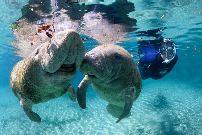 Pre-Season Special Manatee Snorkel Tour in Crystal River - Summary and Who Will Love This Tour