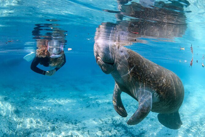 Pre-Season Special Manatee Snorkel Tour in Crystal River - Frequently Asked Questions
