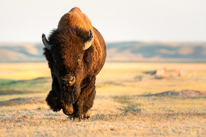 Predators of the Wild, Bear and Wolf Watching Adventure - Analyzing the Cost & Value