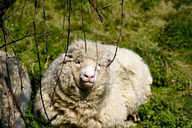 Prehistoric Britain: Ancient Caves, Stonehenge & Haunted Forest - Exploring Britain’s Prehistoric Past: What You Can Expect
