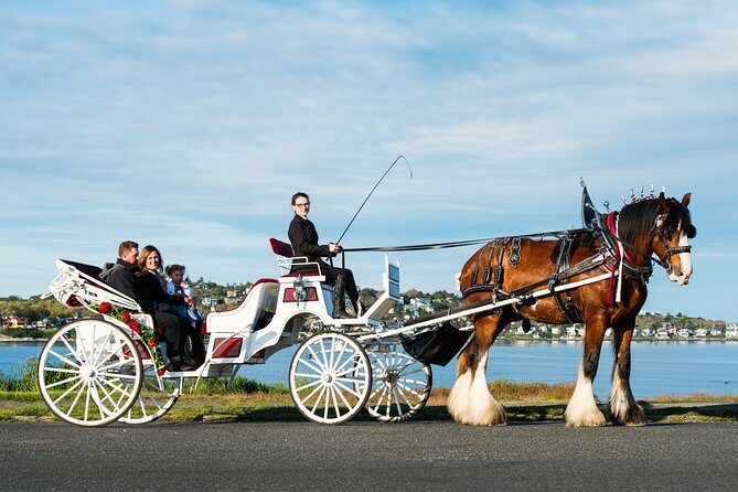 Premier Horse-Drawn Carriage Experience in Victoria - An In-Depth Look at the Experience