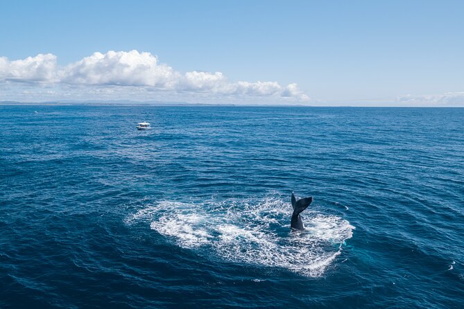 Premier Whale Watching Byron Bay - Best Time for Whale Watching