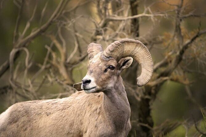 Premier Wildlife Tours in Saguaro National Park - A Deep Dive into Premier Wildlife Tours in Saguaro National Park