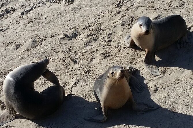 Premium 2 Day Kangaroo Island Minibus Tour from Adelaide - An In-Depth Look at the 2-Day Kangaroo Island Tour