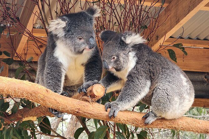 Premium 2 Day Kangaroo Island Minibus Tour from Adelaide - FAQ