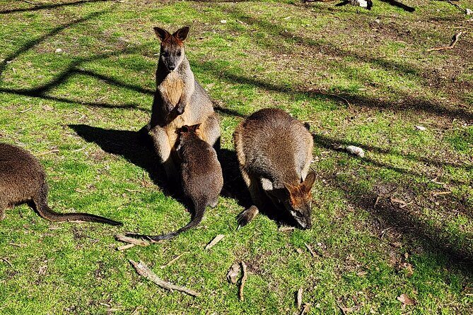 Premium Adelaide Hills Full Day Shore Tour Cruise Port Pick-up - Itinerary Breakdown: A Closer Look at What You’ll Experience